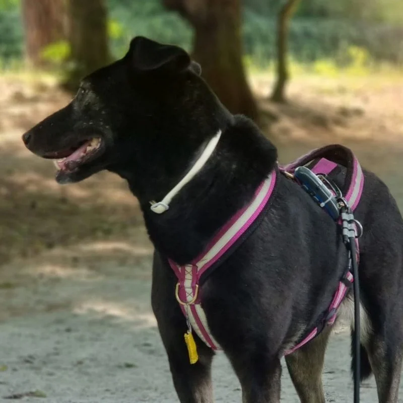 Live-Webinar: Hund entlaufen - Praxiswissen für den Notfall
