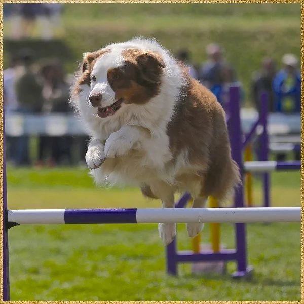 Agility Parcours