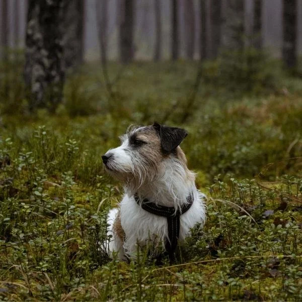 Waldbaden mit Hund (31.05.2026)
