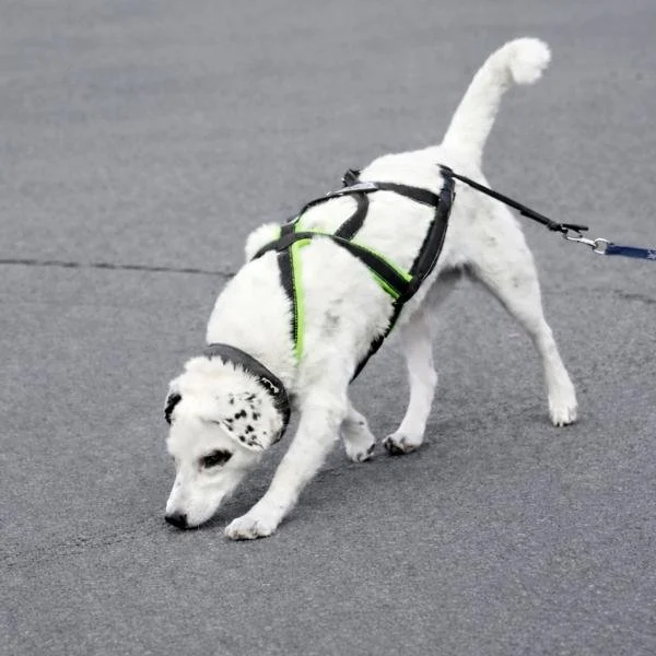 Teetektor® - Die Teespurensuche