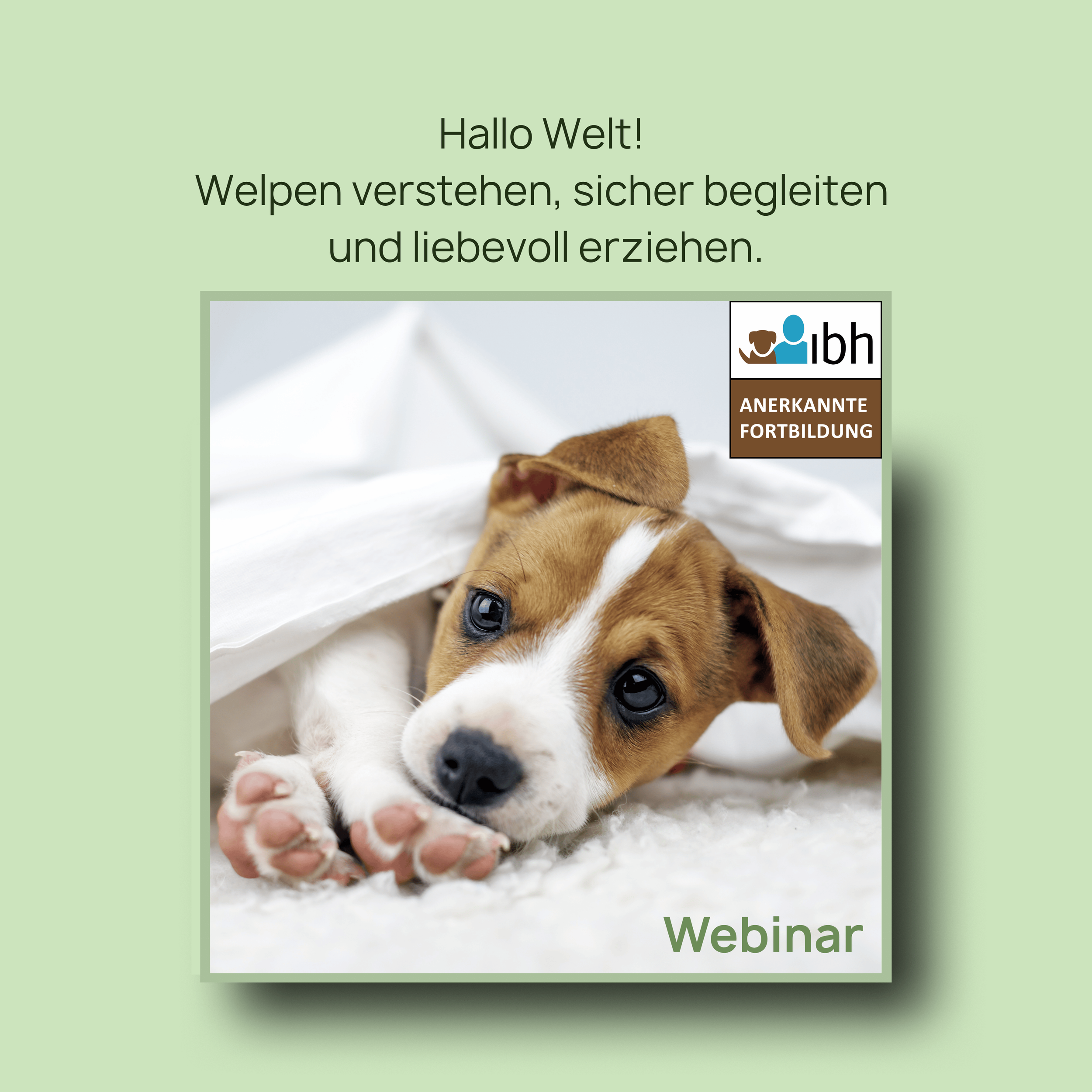 Webinaraufzeichnung: Hallo Welt! Welpen verstehen, sicher begleiten und liebevoll erziehen.