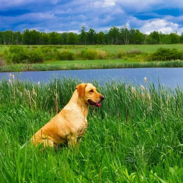 Dog Hiking Neuholland