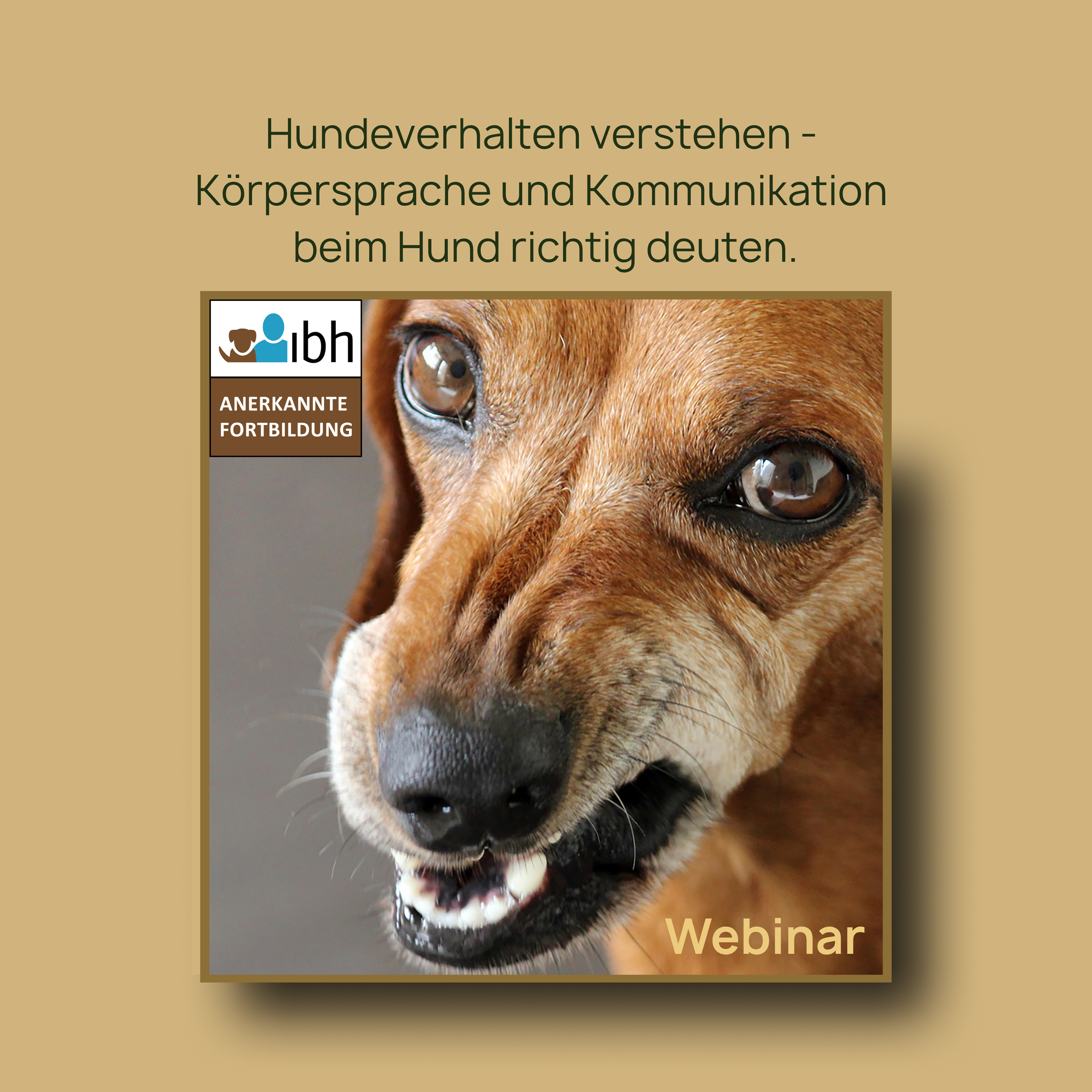 Webinaraufzeichnung: Hundeverhalten verstehen - Körpersprache und Kommunikation beim Hund richtig deuten.