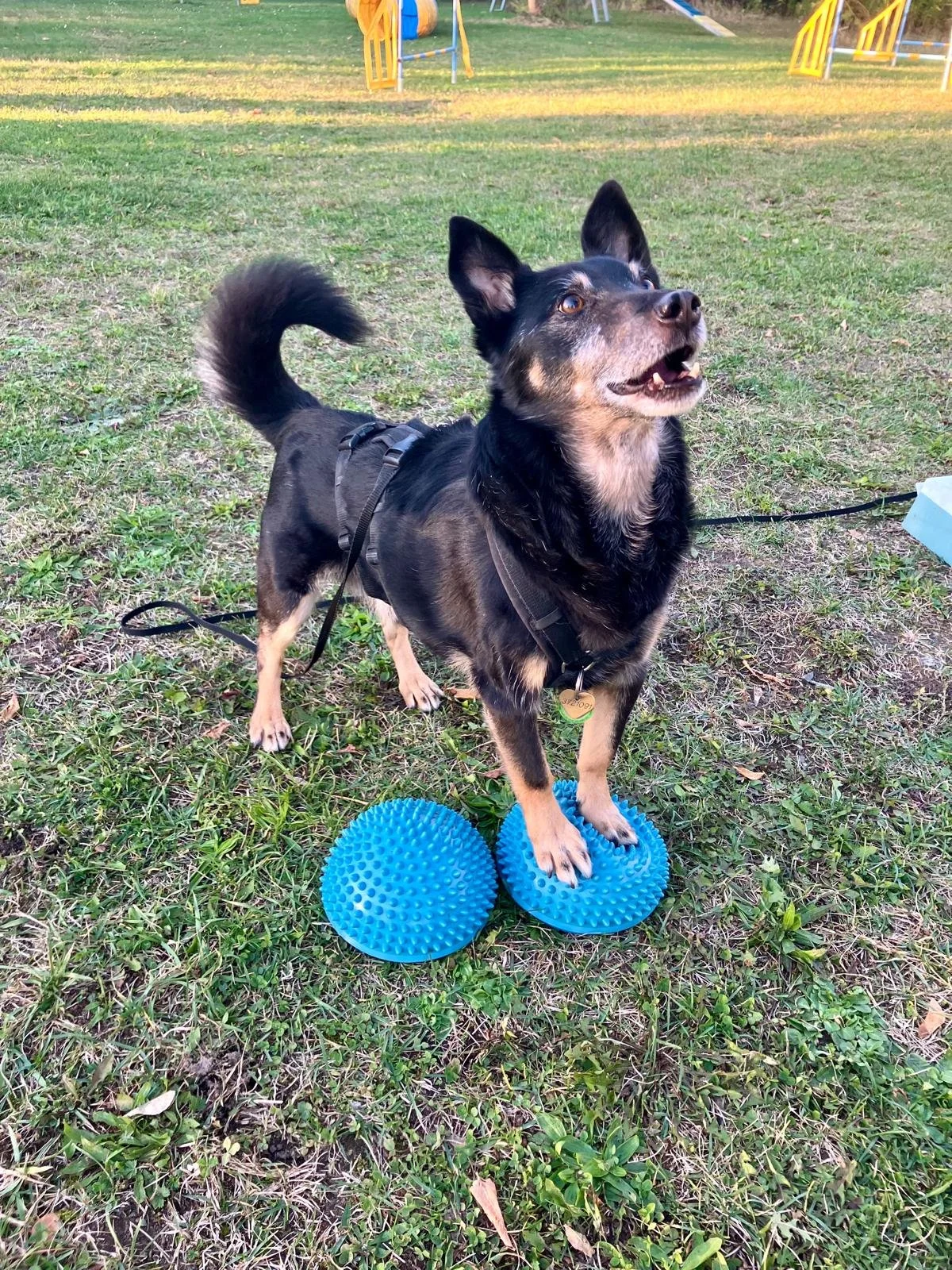 Dogxytocin: Artgerechte Beschäftigung für Hunde. Eure Hundeschule in Berlin und Brandenburg.