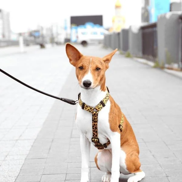 Online-Training: Alltags-Basics