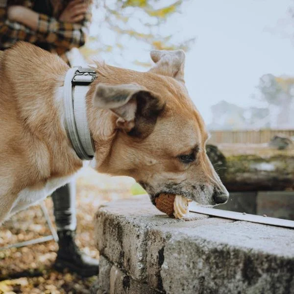 Online-Training: Anti-Giftköder-Training