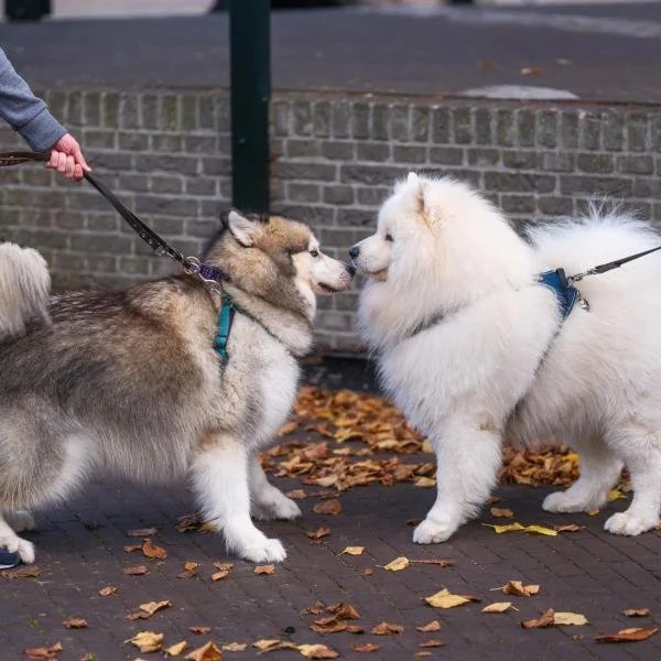 Körpersprache-Kurs - Hunde verstehen lernen