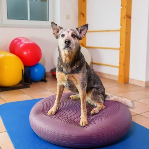 Hundeturnen - Bewegung, Balance & Bindung