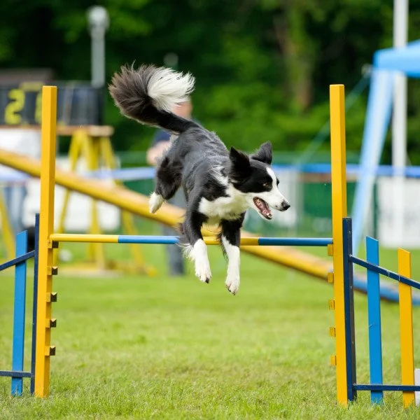 Agility Fortgeschrittene