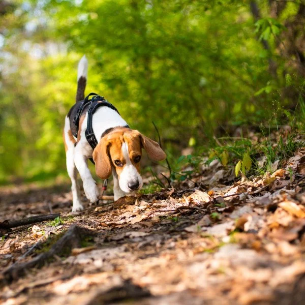 Mantrailing mit Mika