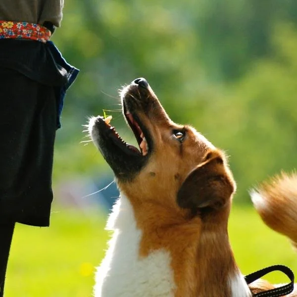 Alltagstraining Advanced