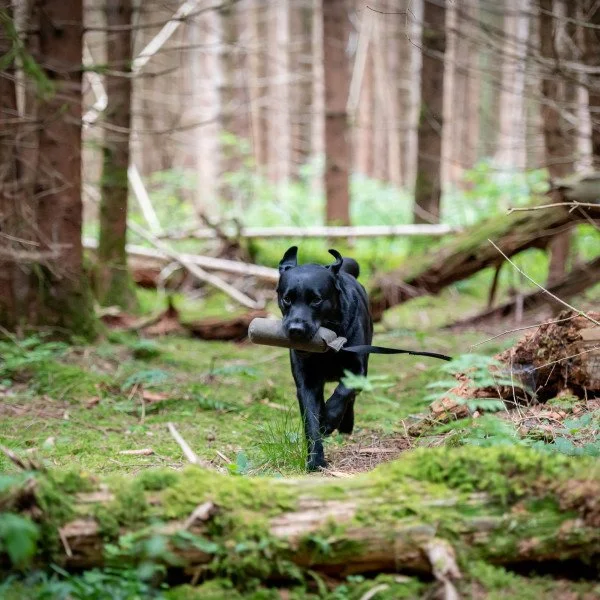 Dummytraining (Beginner & Experts)