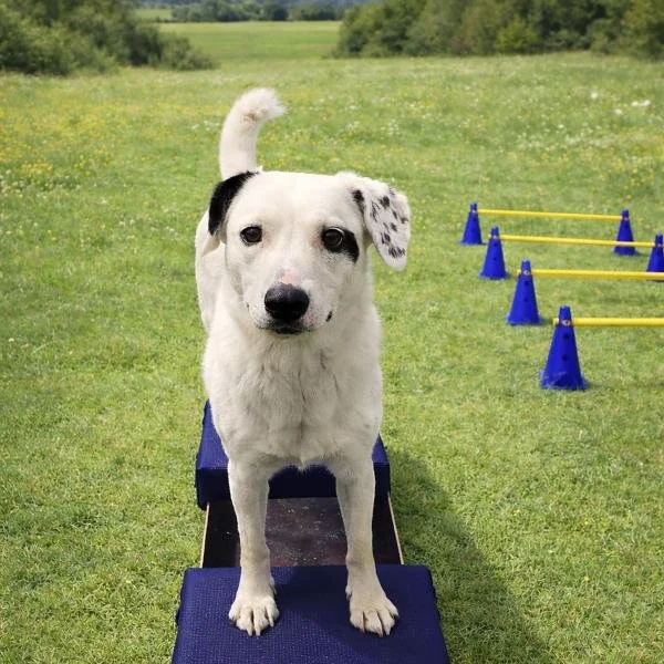 Fitness Parcours – spielerisch fit durchs Hundeleben