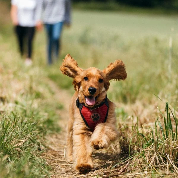 Leinen los! - Das Rückruftraining