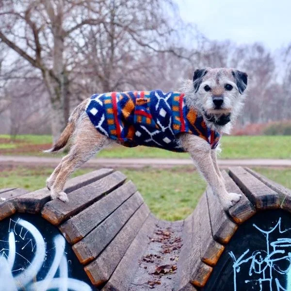 DogParkour