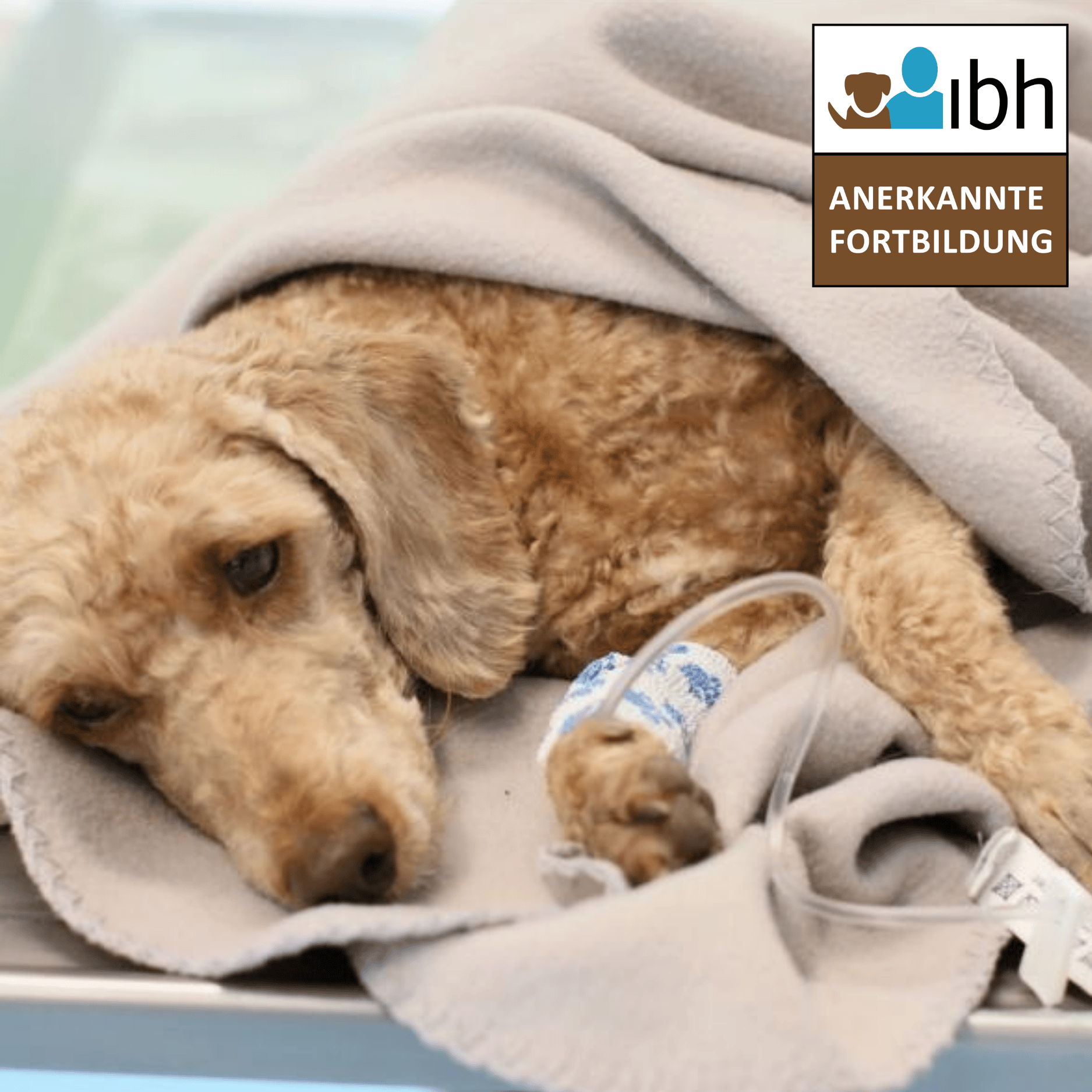 Ganztagesseminar: 1. Hilfe am Hund (Referentin: Dr. Dorothea Johnen) 