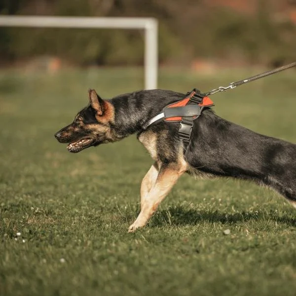 Live-Webinar: Leinenaggression