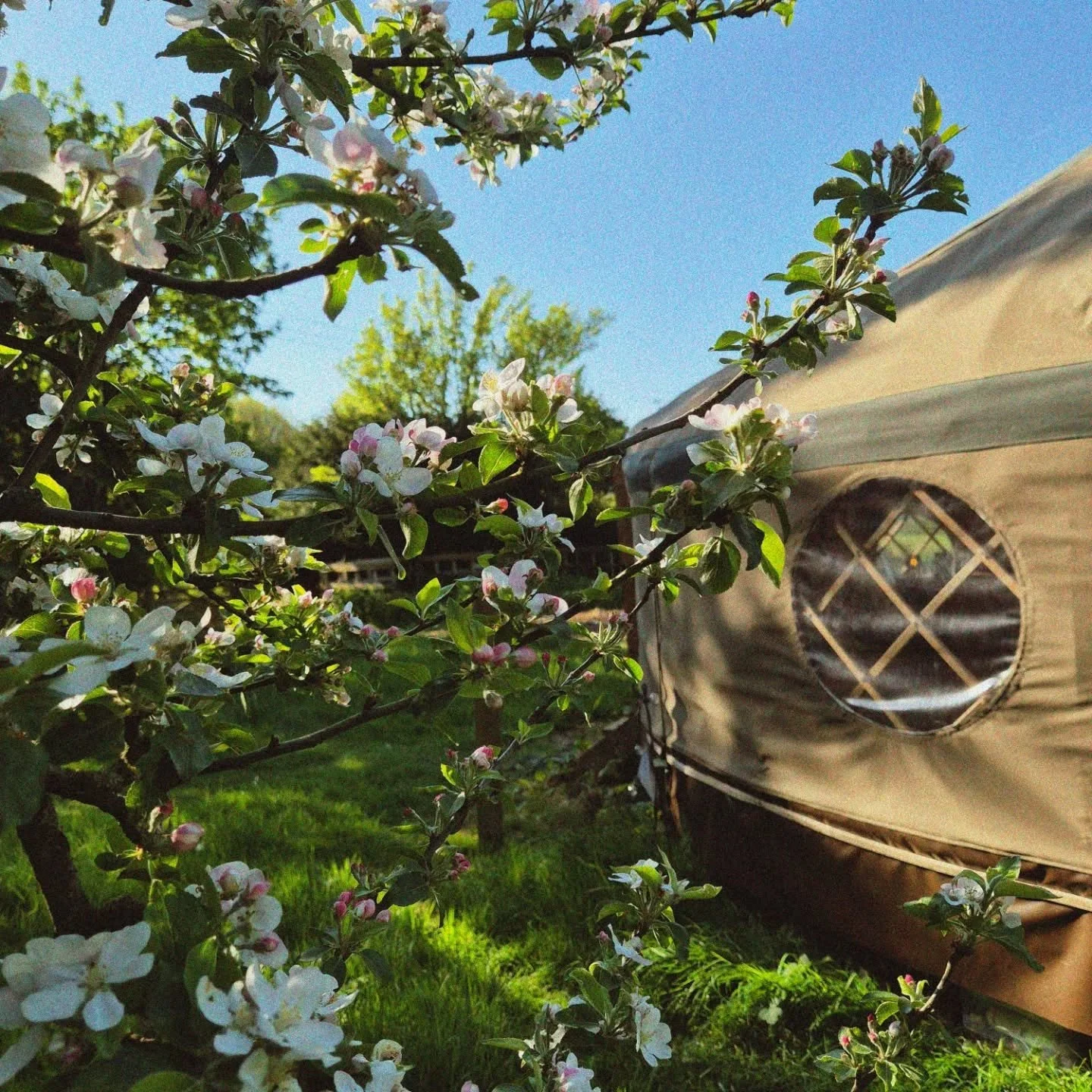 At Beltane, the earth is alive and eros is in the air. 

The fae dance around the Hawthorn, 
beckoning us to loosen our grip,
to slip into a sweet spell,
to become intoxicated 
by the beauty of nature in bloom.

✨🧚✨