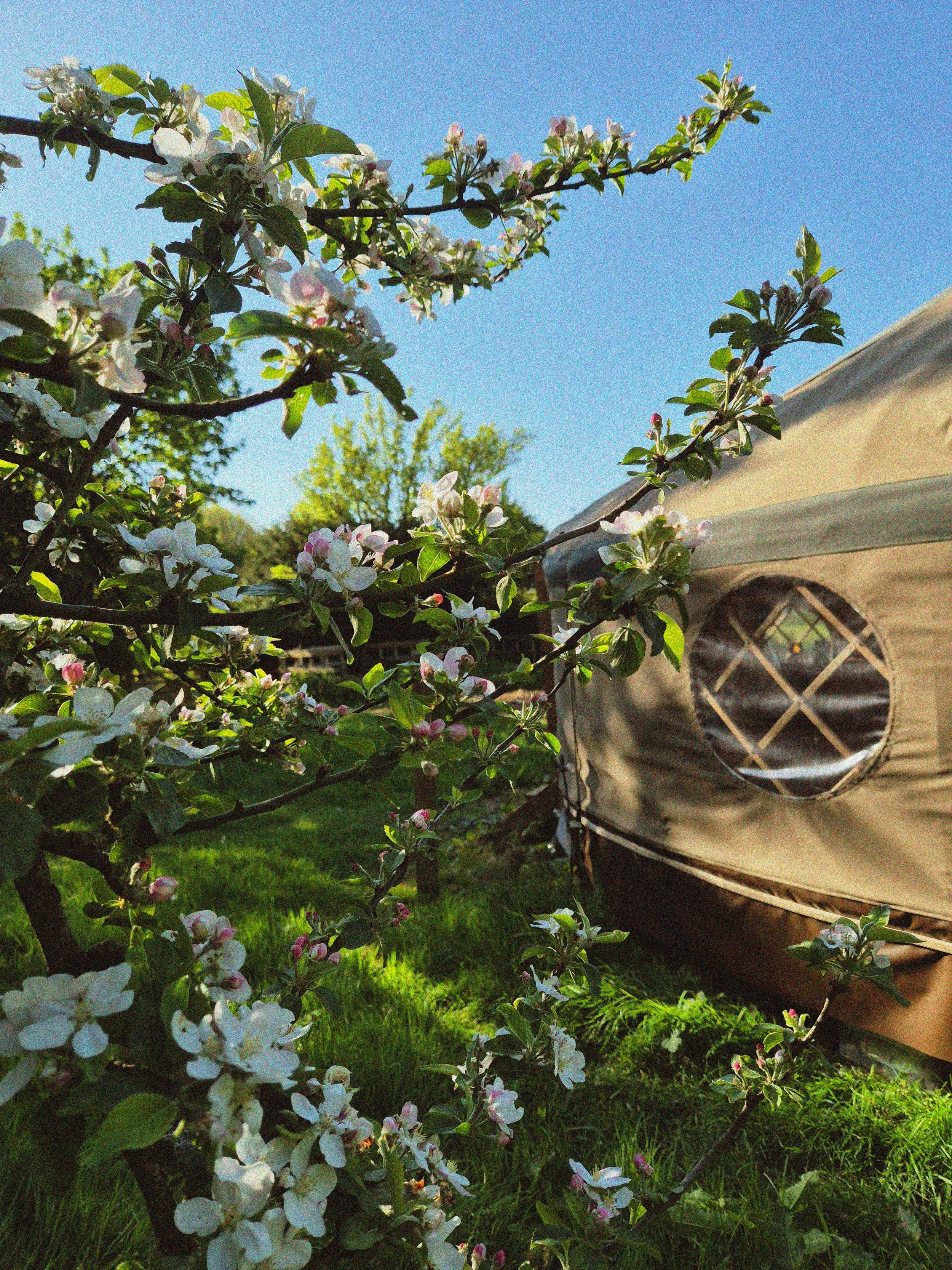 YURT SPRING.jpg