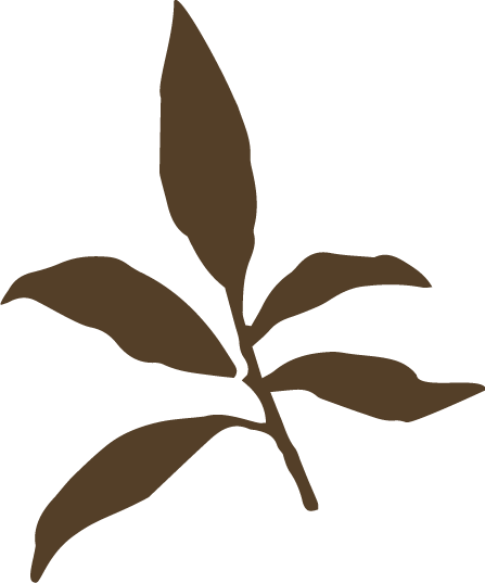 A silhouette of a simple brown leaf with multiple leaflets on a black background.