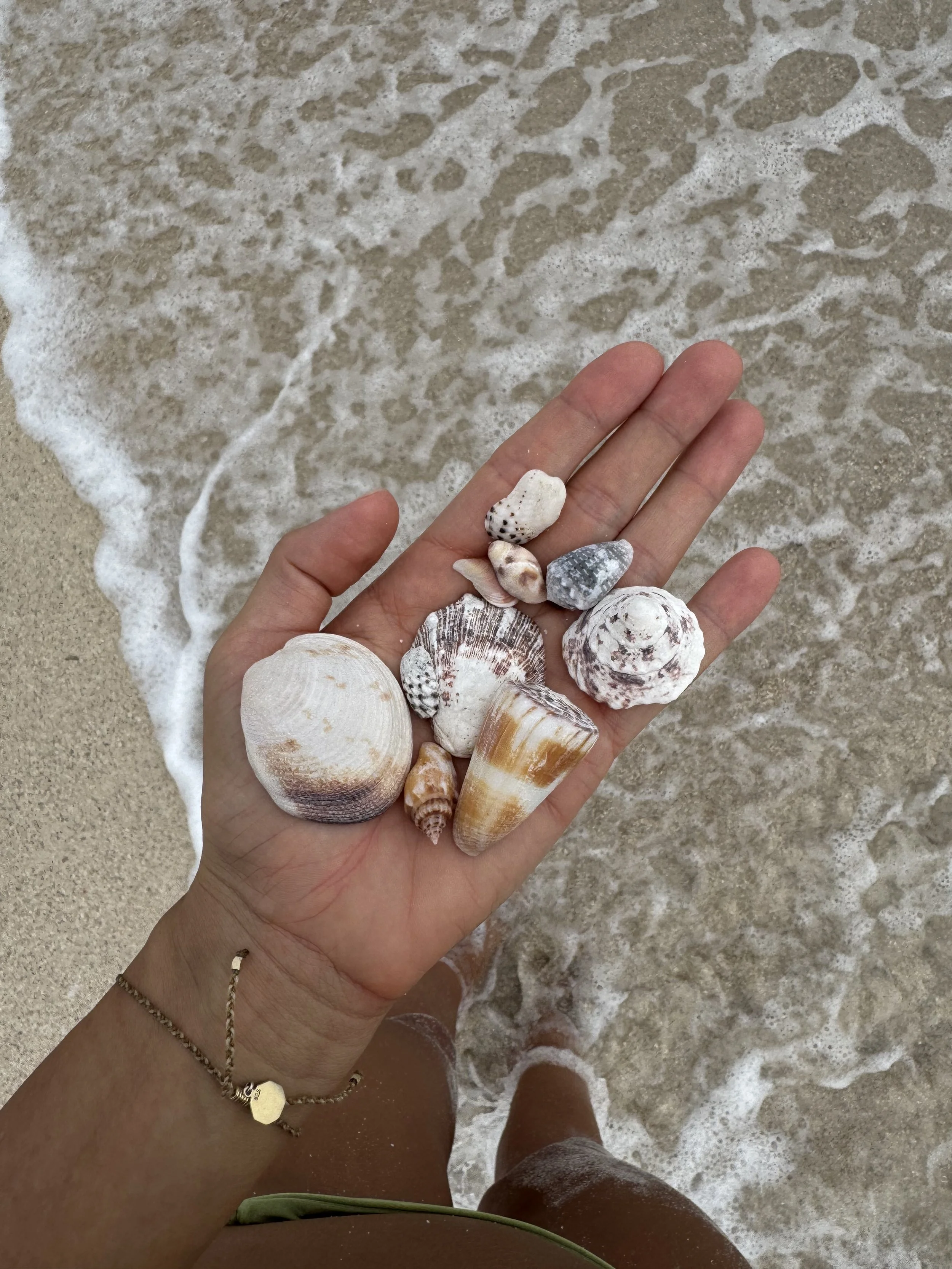 Main tenant des coquillages de différentes tailles et formes, avec du sable et de la mer en arrière-plan.