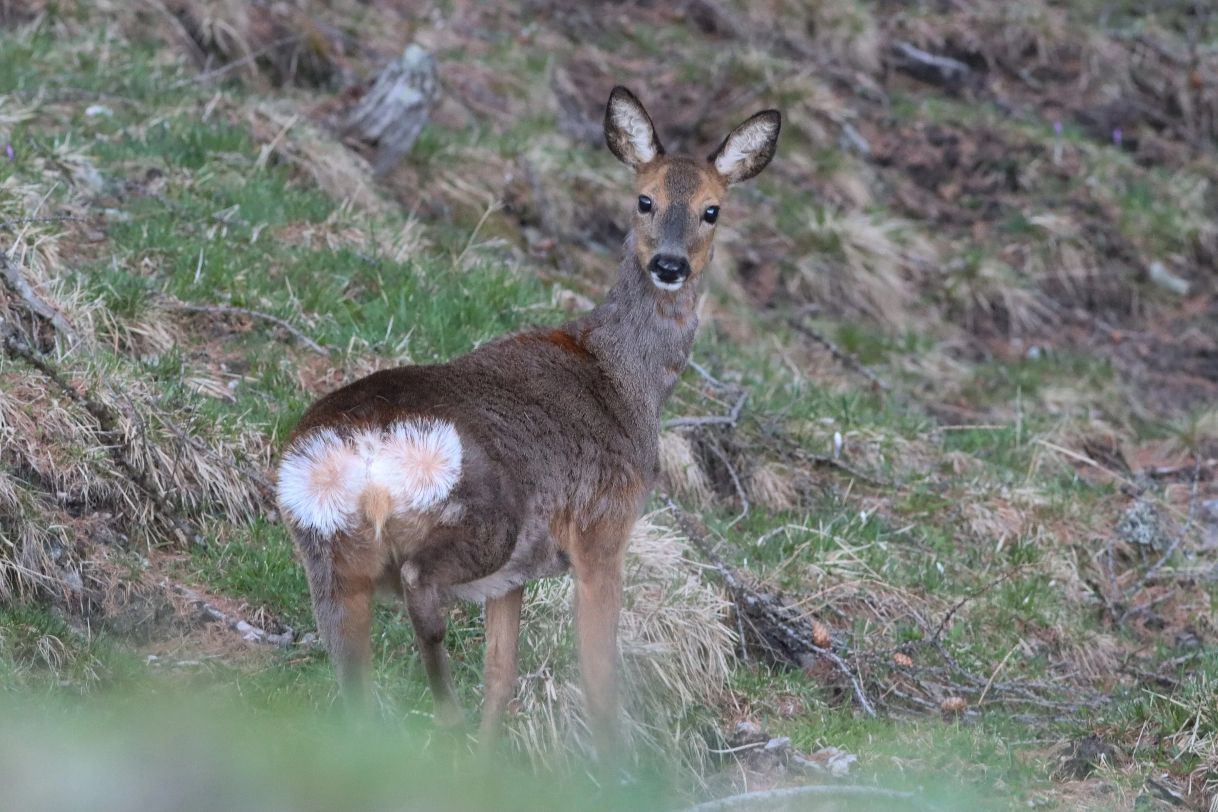 IMG_1718.jpg