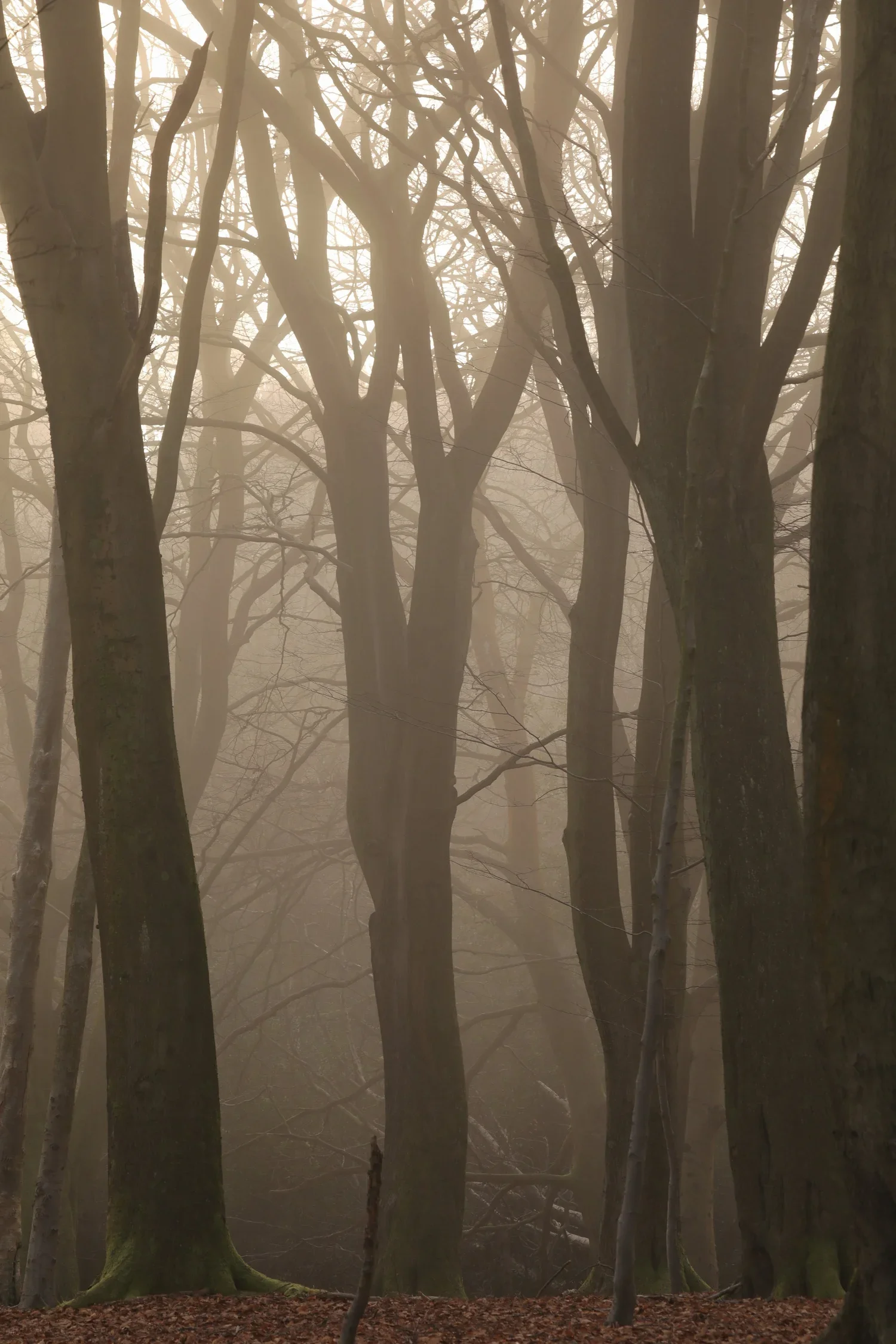 A foggy forest with tall, leafless trees and a ground covered in brown leaves.