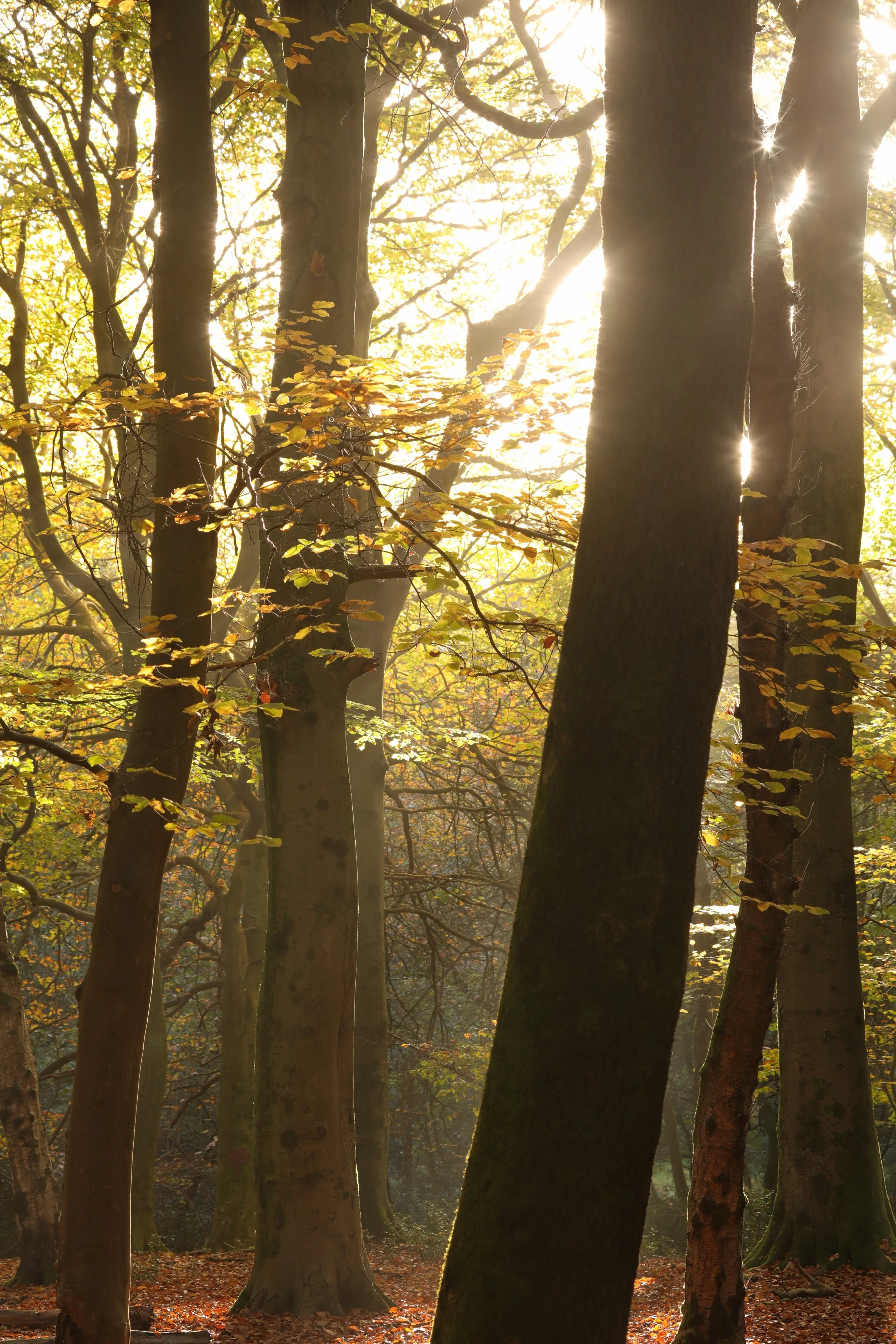Autumn