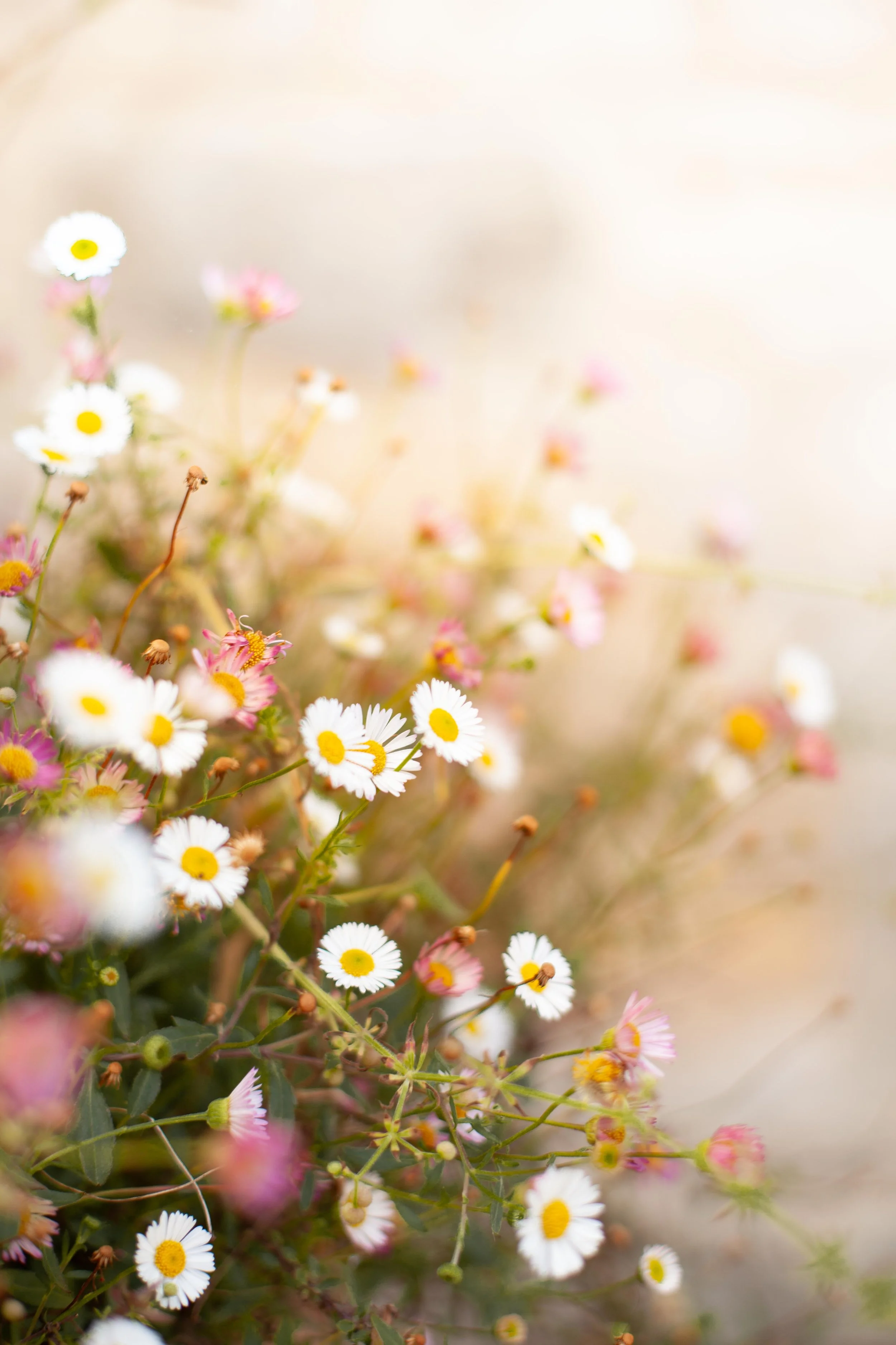 Cystic Acne in Perimenopause: Why It Returns and Why HRT Isn't a Simple Fix