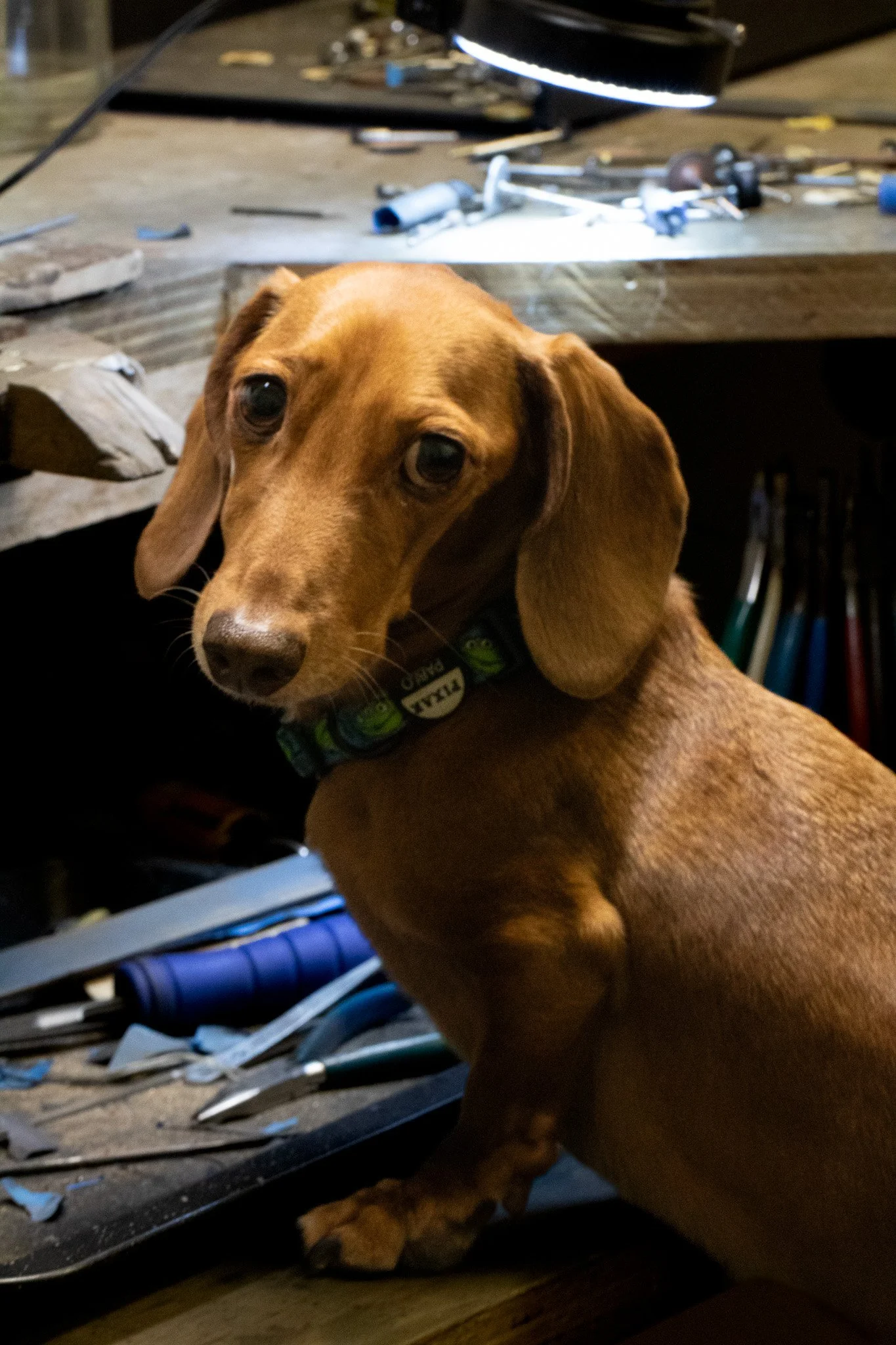 A brown dachshund puppy with floppy ears wearing a black collar, sitting on a workbench among various tools and equipment in a workshop.