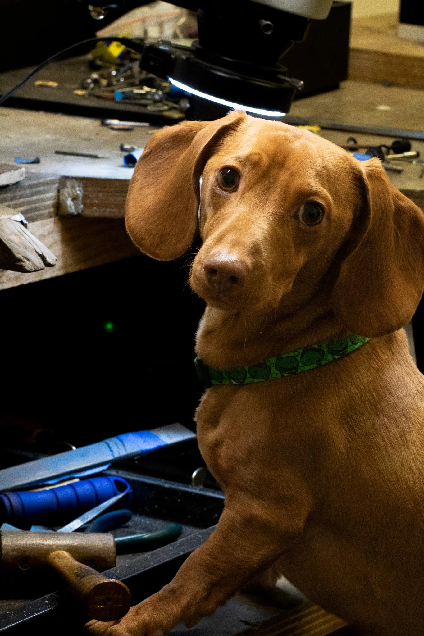 A cute brown puppy with droopy ears and a green collar sitting at a workbench surrounded by tools.