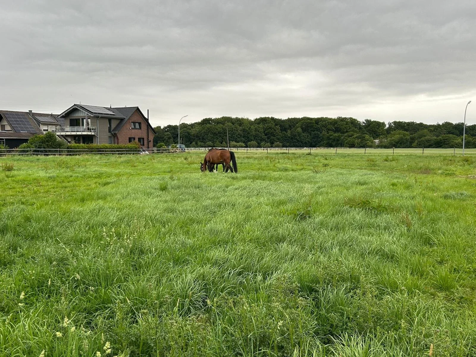 Grünes Feld mit zwei grasenden Pferden, Häuser im Hintergrund und bewölkter Himmel.
