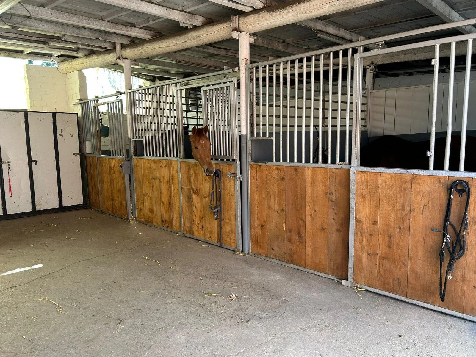 Stallungen mit einem stehenden braunen Pferd und einem schwarzen Pferd im Hintergrund, im Reitstall, mit Holz- und Metallzäunen.