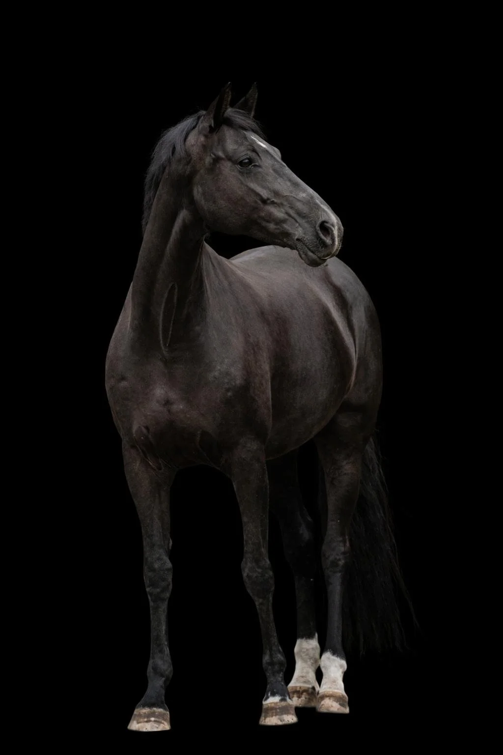 Schwarzes Pferd auf schwarzem Hintergrund