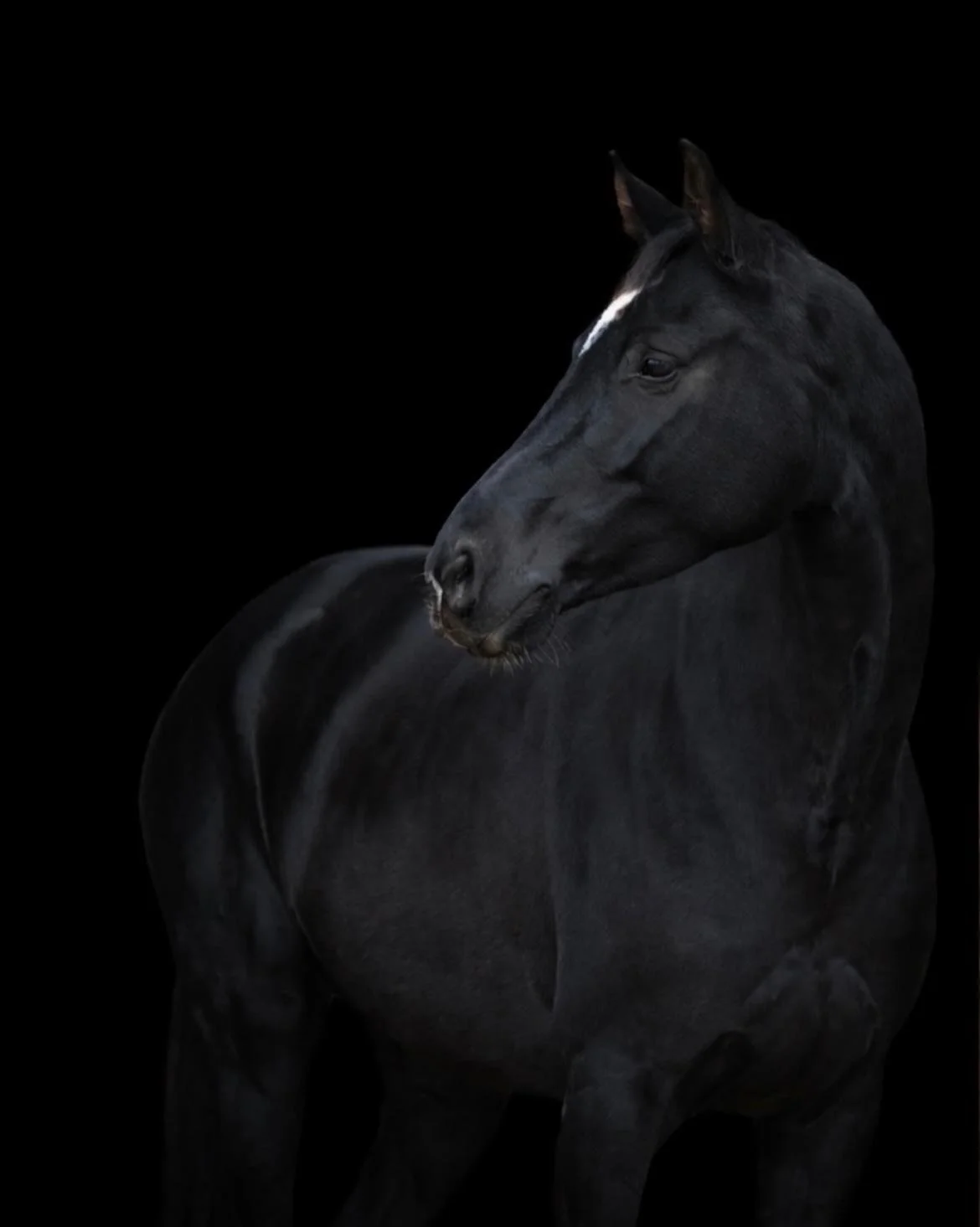 Schwarzes Pferd vor schwarzem Hintergrund, in elegantem Profilansicht.