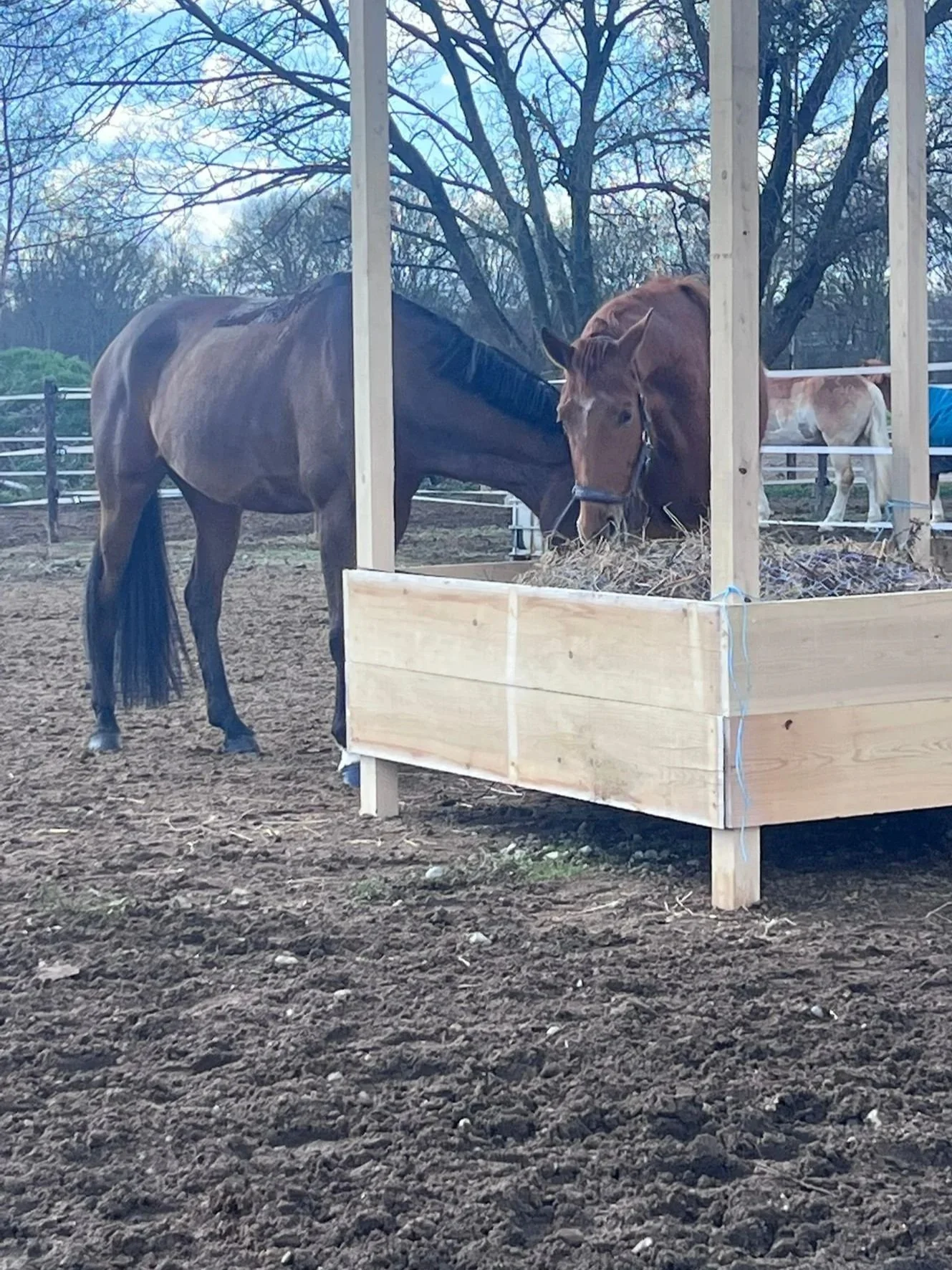 Zwei Pferde fressen in einem separaten Futtertrog im Freien, umgeben von Bäumen und einer umzäunten Pferdekoppel.