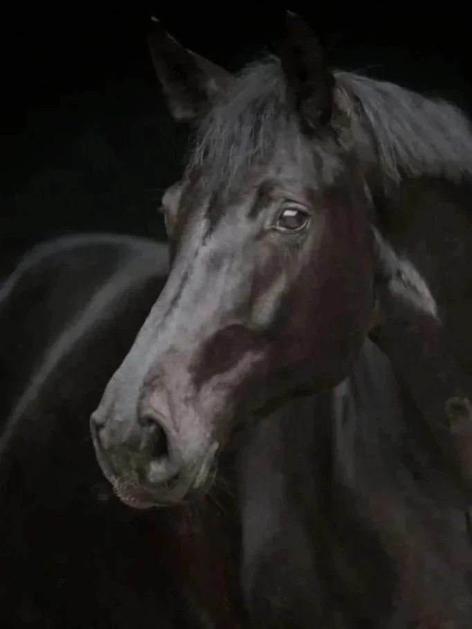 Nahaufnahme eines schwarzen Pferdes bei Nacht, zeigt das Pferd von der Seite mit Blick nach vorne.
