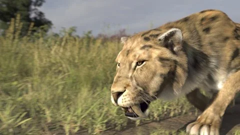 Sabre-Toothed Tiger