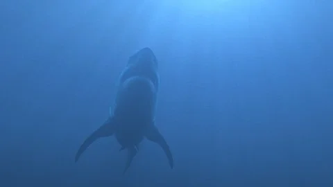 Mega Shark