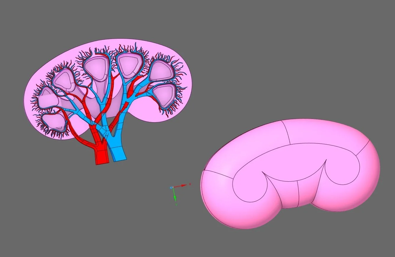 Kidney.92.jpg