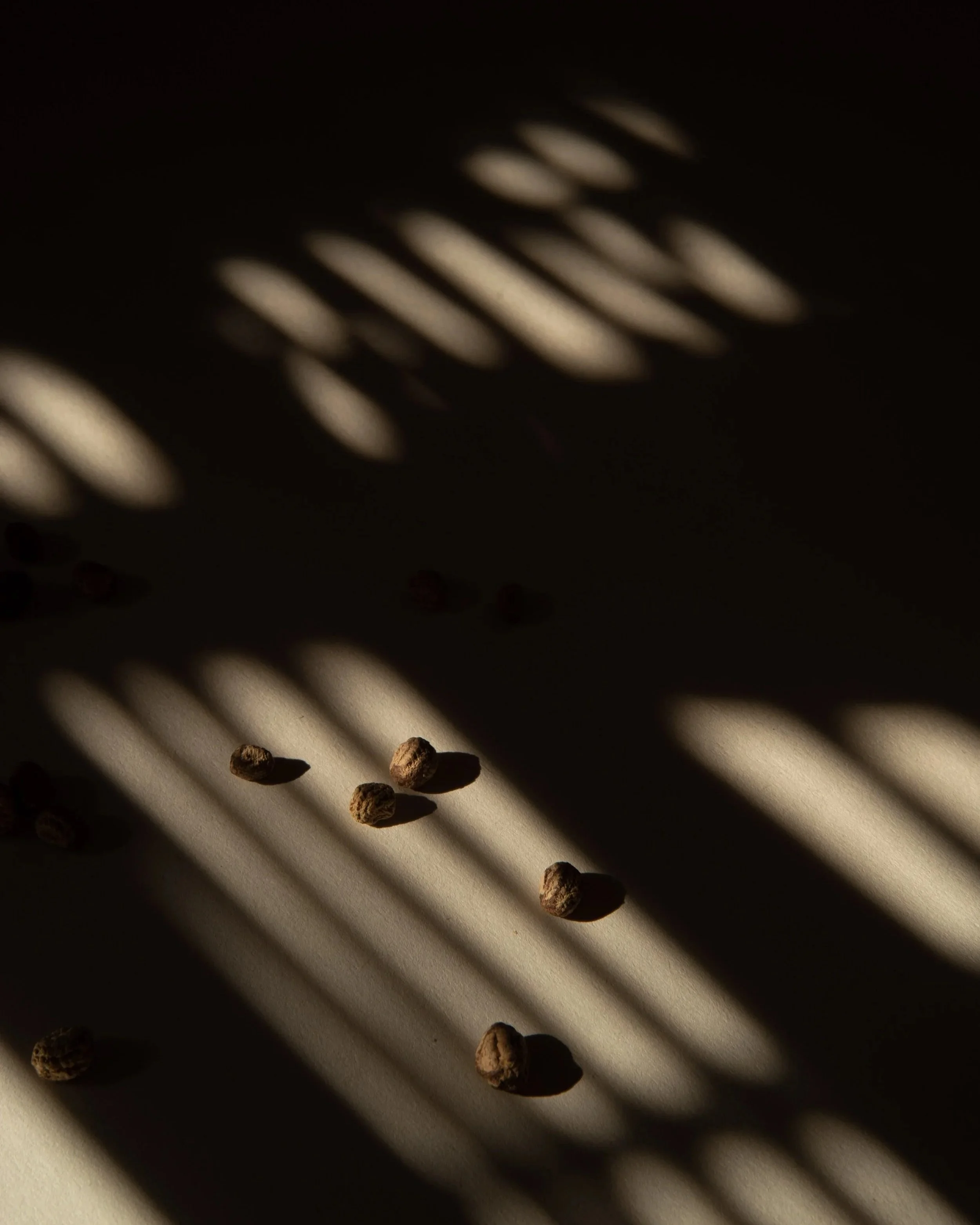 © Graen-Studios-Photography-Nasturtium-Seeds-Light-Shadows.jpg