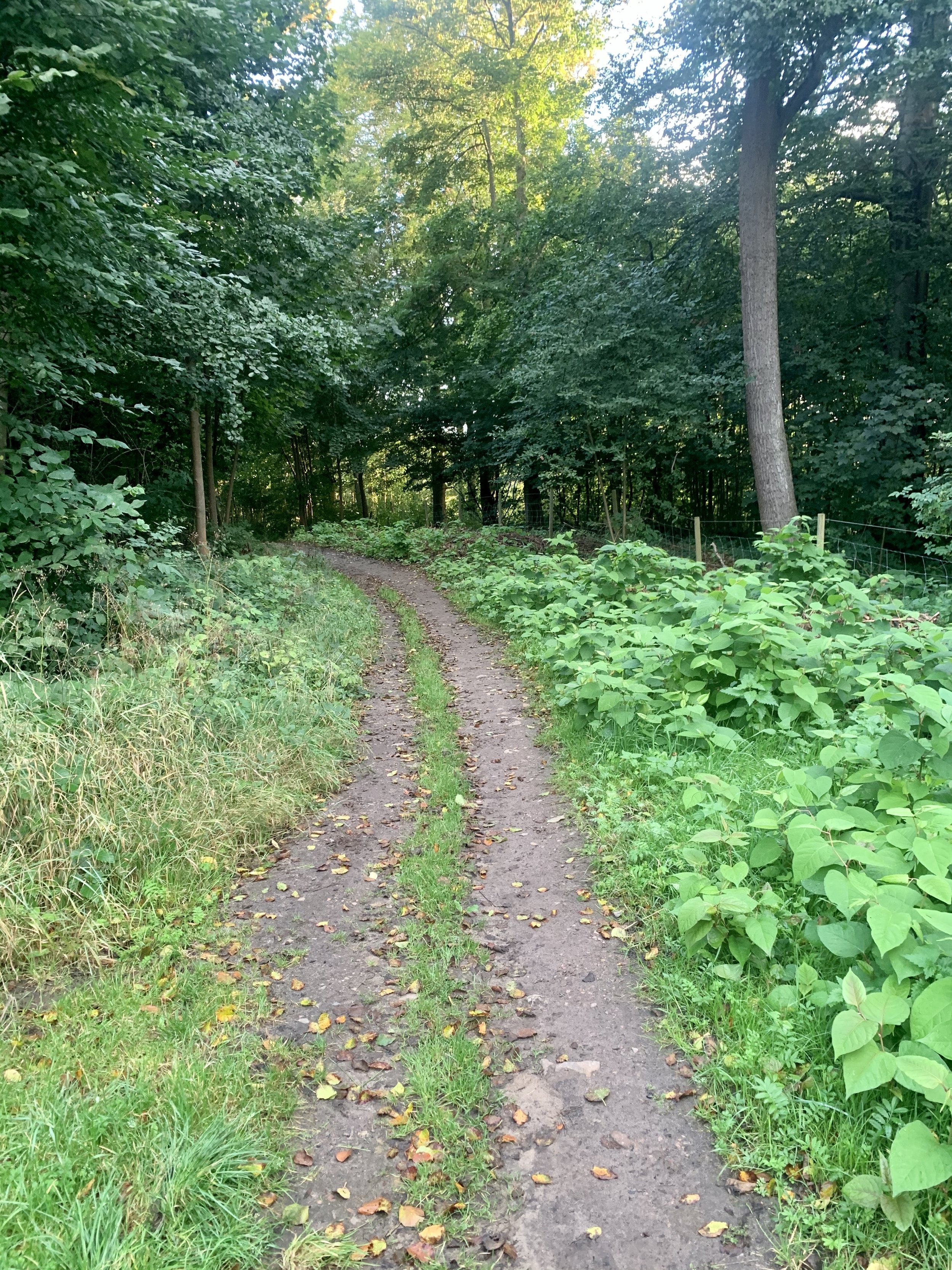 World Meditation Day