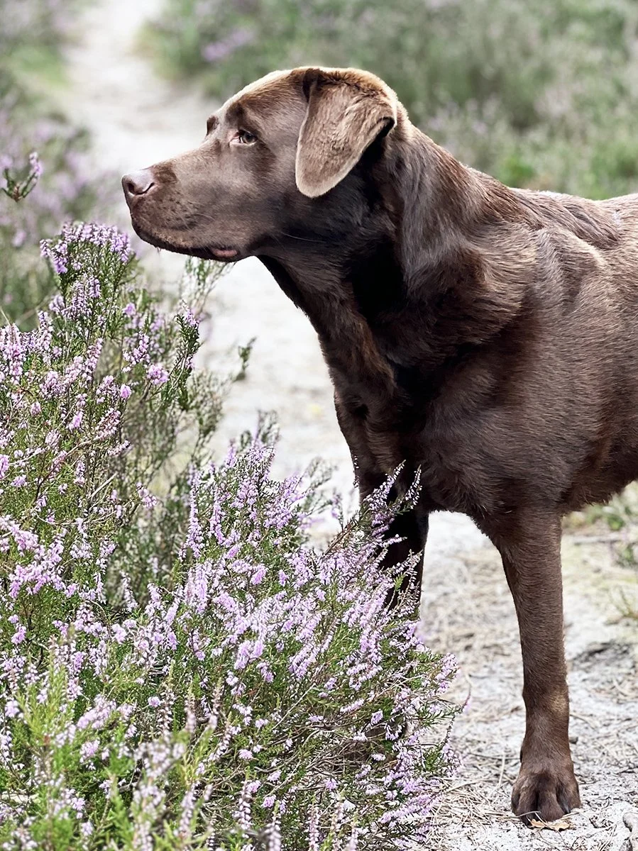 Hondencoaching | Losse sessie hondencoaching