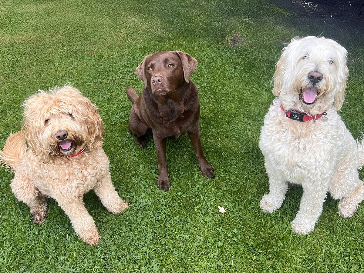 Tarieven coaching met honden