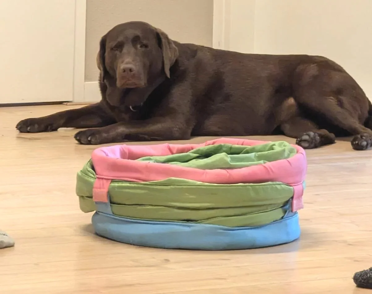 Coaching met honden | AAI | Groenekan