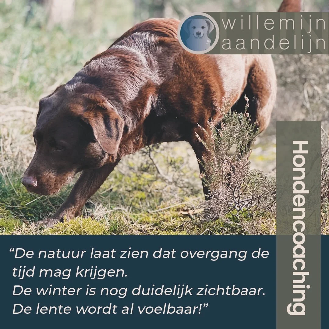 Misschien herken je het: iets mag losgelaten worden, terwijl er al nieuwe energie voelbaar is. Wil je daar eens bij stilstaan? Je bent welkom voor een kennismakingssessie.

www.willemijnaandelijn.nl

#coaching #hondencoaching