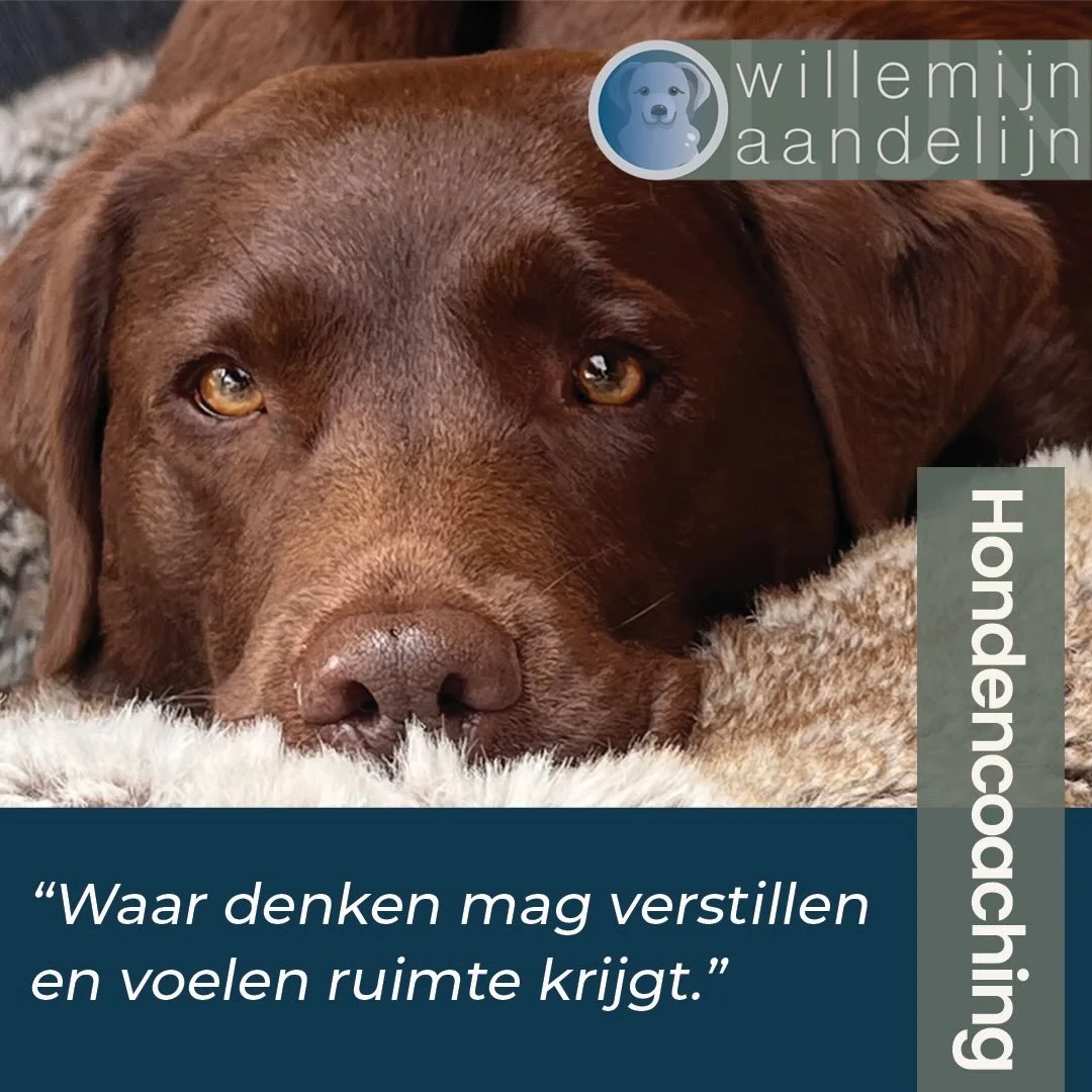 Niet alles vraagt om een antwoord.
Soms vraagt het om stilte.
Om voelen.
Om aanwezig zijn.
Daar begint beweging.
www.willemijnaandelijn.nl
#coaching #honden #willemijnaandelijn
