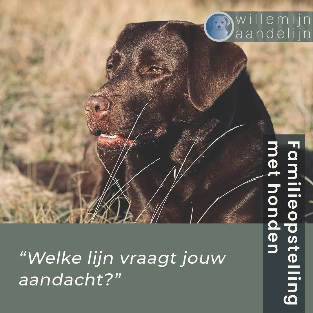 Wie of wat vraagt jouw aandacht?

Voor de Premi&egrave;re Opstellingsochtend met Honden is er nog:
1 plek als vraaginbrenger
1 plek als representant

Een unieke kans om te ervaren wat er in jouw systeem zichtbaar wil worden. 
Met de aanwezigheid van 