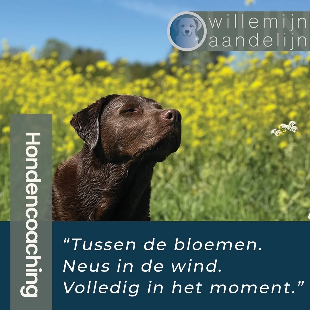 Vertragen begint vaak in iets kleins.
Even stilstaan bij wat je ziet, voelt of ruikt.

In de natuur merk ik hoe vanzelf dat kan ontstaan. Samen met Laila is er ruimte om uit je hoofd te komen en weer even bij jezelf in te checken. 

Juist in die mome