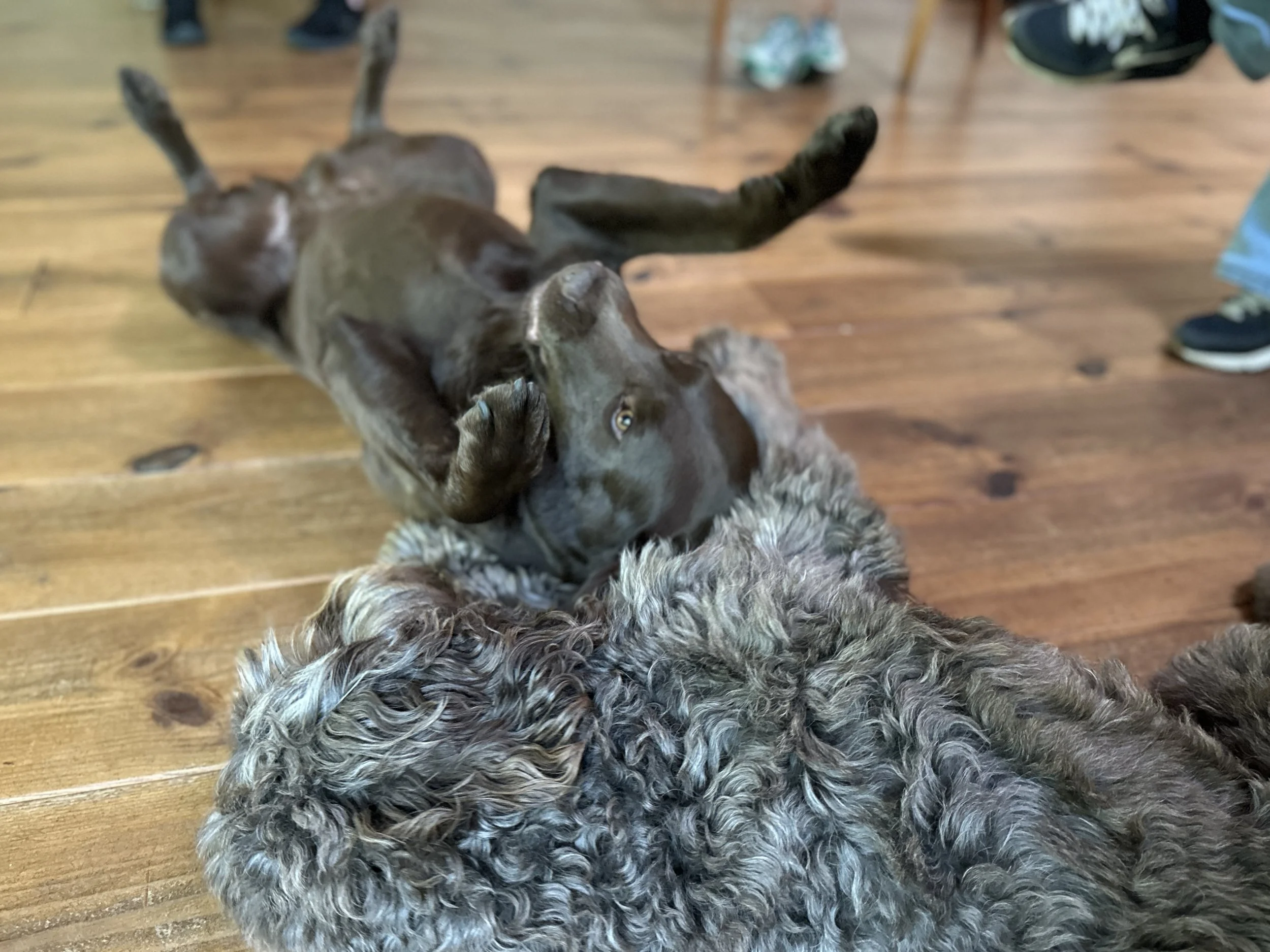 opstelling-met-honden-Groenekan-02.JPG